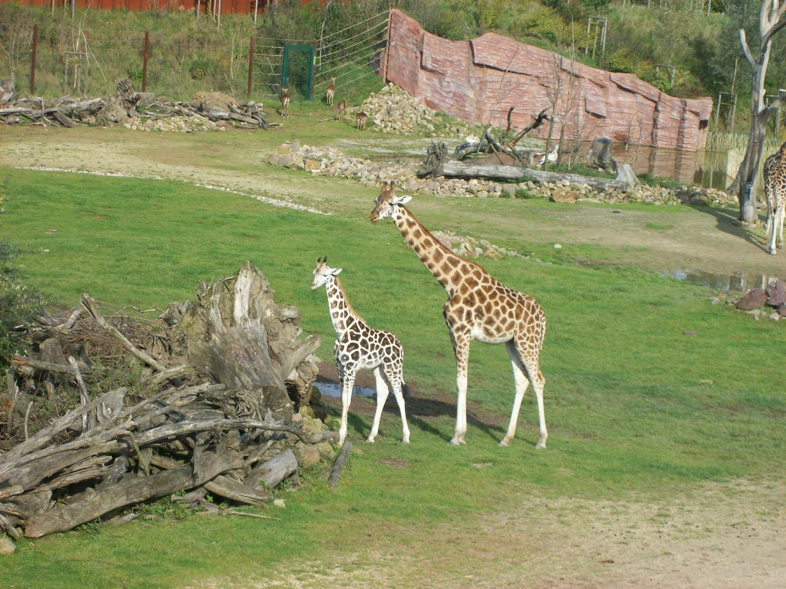 Zoom 18.10.2008-113.jpg